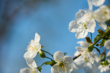 Naklejka na ściany i meble Beautiful cherry tree flowers close-up on a sunny spring day