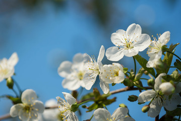 Beautiful cherry tree flowers close-up on a sunny spring day