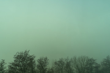 Niebla entre los árboles
