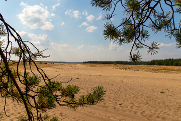 Fototapeta na wymiar Desert seen between trees
