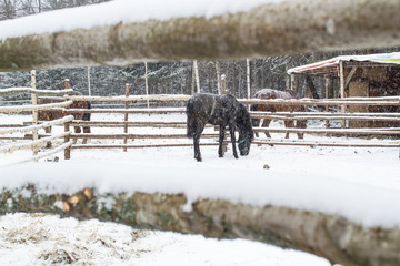 horse in the paddock in winter eating hay