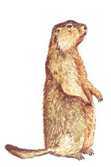 A groundhog crawled out of a hole in February to determine the onset of spring on Groundhog Day. Watercolor hand drawn illustration