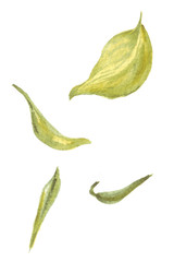 Green leaves falling down a branch. Watercolor hand drawn illustration