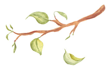 Green leaves falling down a branch. Watercolor hand drawn illustration