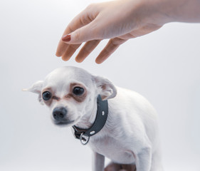 A small puppy in a black collar and a woman's hand