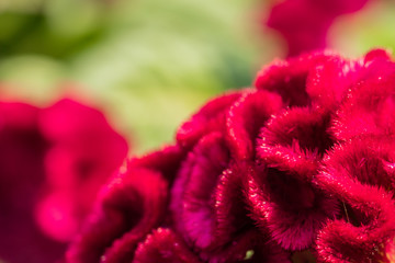 Beautiful red Celosia cristata flowers in a garden.Also known as the Cockscomb or Silver cock's comb.(Celosia argentea var. cristata)