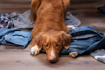 dogs lie on scattered clothes at home. Pets are going on vacation. Nova Scotia Duck Tolling Retriever indoors