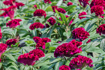 Beautiful red Celosia cristata flowers in a garden.Also known as the Cockscomb or Silver cock's comb.(Celosia argentea var. cristata)