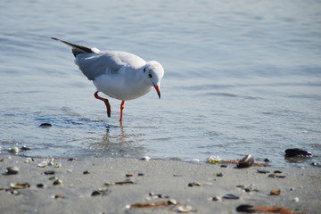 A seagull walking along the seashore in search of food