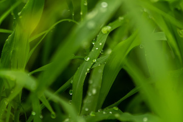 raindrops an green grass backgorund