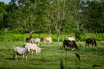 cultivos y pezca en Monteria y Cove&ntilde;as, cultivos de de papaya, arroz, yuca y pesca artesanal en Cordoba Colombia
