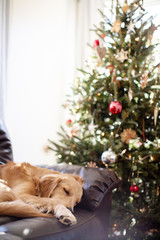 dog on couch and christmas tree - 310483584