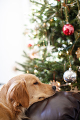 dog on couch christmas tree - 310483730