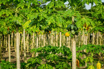 cultivos y pezca en Monteria y Coveñas, cultivos de de papaya, arroz, yuca y pesca artesanal en Cordoba Colombia