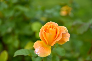 Orange Roses in the Park by Morning