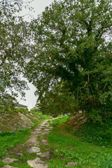 Obraz premium Forest Trees with Path by Morning