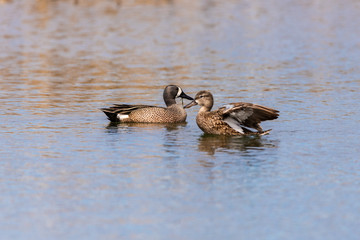 Blue winged teals prepare for flight