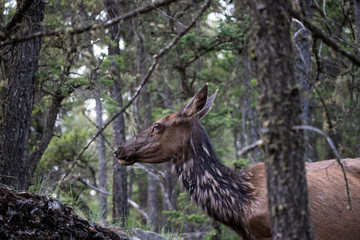 Elk in the trees