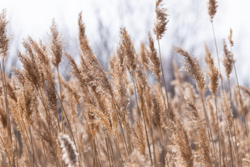 Golden river grass in ontario
