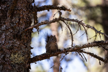 Red squirrel in tree