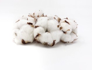 mushrooms isolated on white background