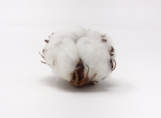 garlic on white background