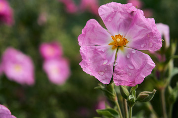 purple flower after rain