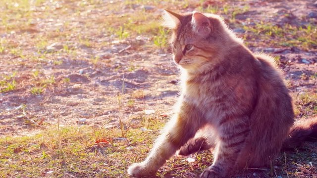 Slow motion young tabby cat itching and cleaning itself on the ground in a park on a sunny day.