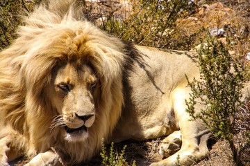 male lion in the Savannah