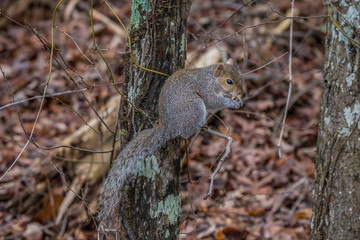 Squirrel on a tree branch eating