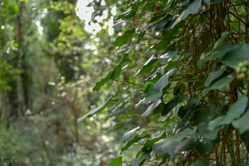 Ivy in the Forest by Morning on the Trees