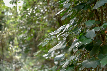 Ivy in the Forest by Morning on the Trees