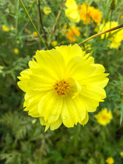 Mexican Aster, bright yellow, morning blooming flowers with tiny dew drops.