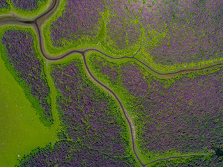 Vibrant Naturally Green and Purple Marsh