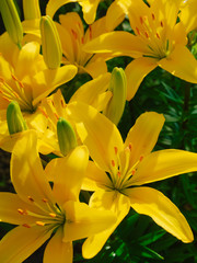 Gorgeous blooming yellow lilies on a Sunny day close-up, selective focus