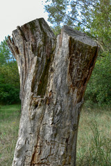 Old Trunk Tree by Morning in the Forest