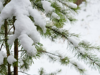 Branches lush spruce covered with snow. Background, fir branches covered with snow, close-up