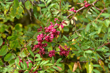 Red Berries on the Plant