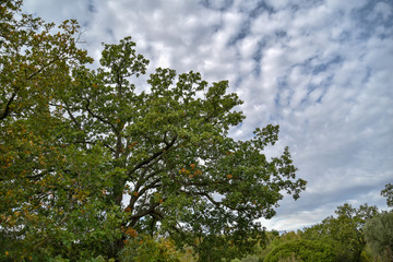 Fototapeta na wymiar Oak Tree by Morning Near the Forest