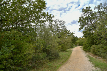 Forest by Morning with Big Trees and Path