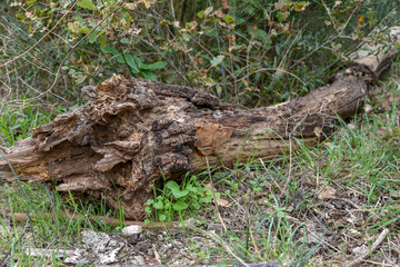 Old Trunk Tree by Morning in the Forest