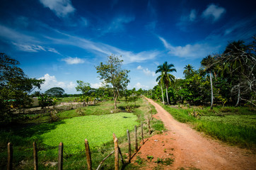 Fototapeta na wymiar cultivos y pezca en Monteria y Coveñas, cultivos de de papaya, arroz, yuca y pesca artesanal en Cordoba Colombia