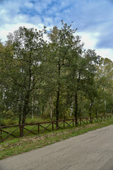Forest Trees by Morning with Fence Near the Road