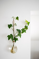 green plant on the hanging wall in the glass vase, Clear Climbing Wall Flower glass Vase Water, green plant in a glass round terrarium,vase hanging on the wall, home décor