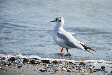 seagull on the beach