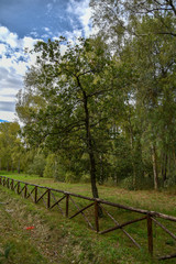 Forest Trees by Morning with Fence Near the Road