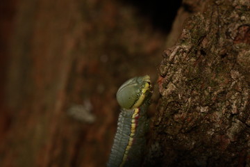 Drymonia - gąsienica © Argiz