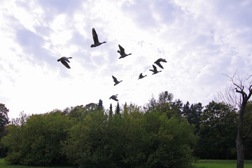 Vögel im Flug