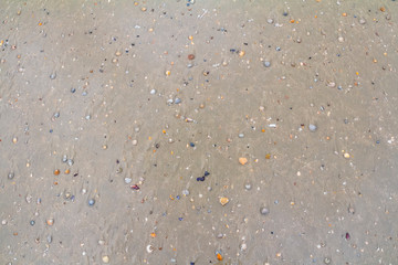 seashells on a beach