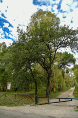 Forest by Morning with Big Trees and Path